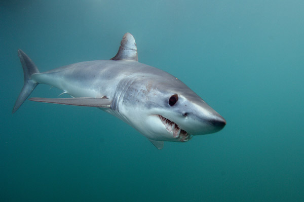 A Voice for the Voiceless: Mako Sharks: The Ultimate Trophy? Think Again.